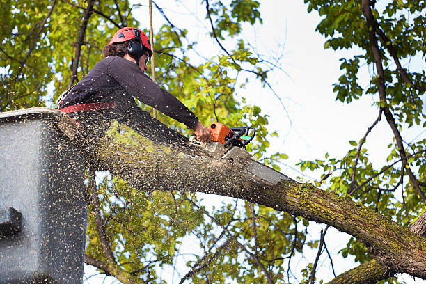 Best Arborist Consultation Services  in Moses Lake, WA